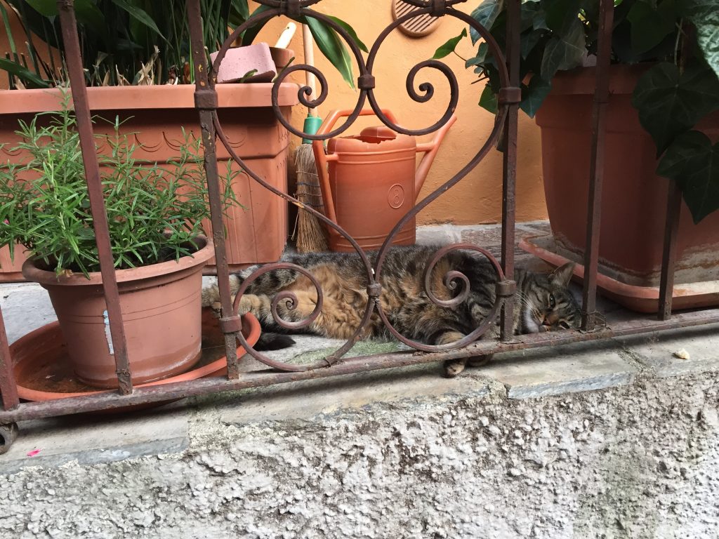 Cat lying in the sun 