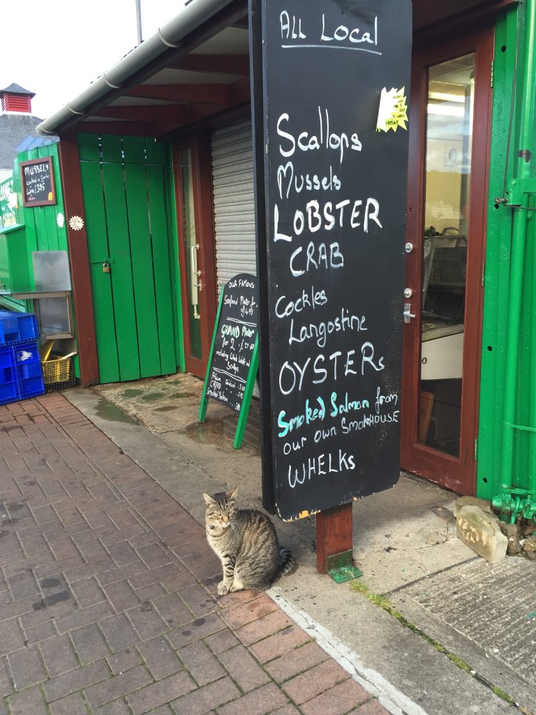 Cat sitting at seafood restaurant in Scotland