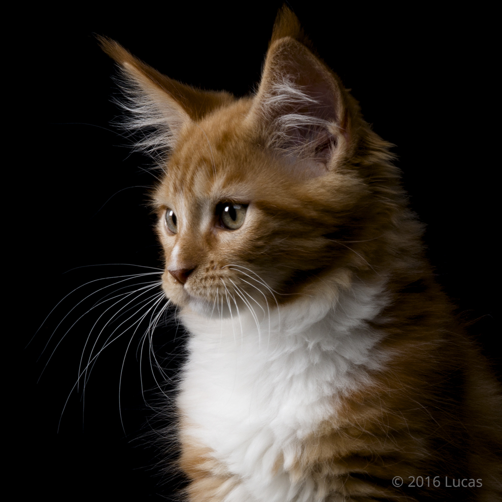 Ginger cat with black background