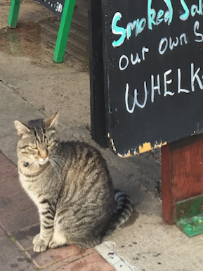 cat sitting at sign