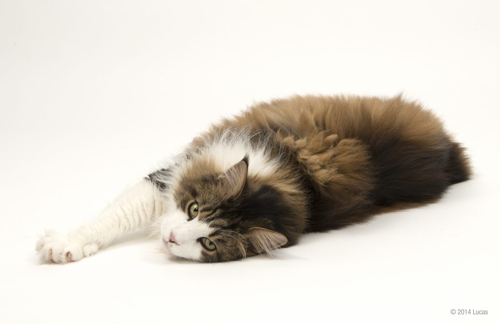 Maine Coon lying down