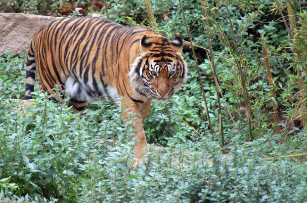 Tiger walking through the grass