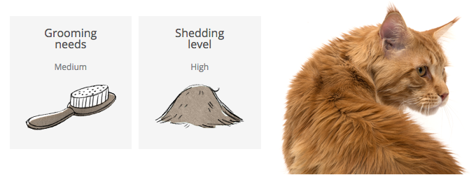Grooming chart Maine Coon