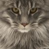 Tabby Maine Coon cat face